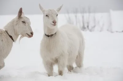 Как согреть коз зимой путем правильного содержания - Рамблер/новости