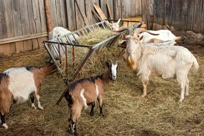 Советы по содержанию коз зимой