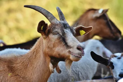 Настройка рубца козы для весеннего выпаса – основные моменты — AgroXXI