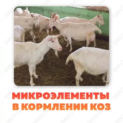 Микроэлементы в кормлении коз (нормы потребления, дефицит, избыток)