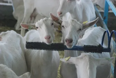 Стратегия «Домик в деревне» - 3: зааненские козы, коровы-голштины и своя  сыроварня - Ведомости Казахстана
