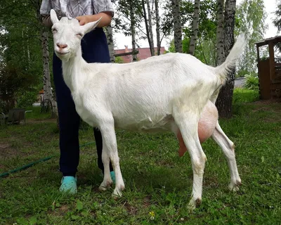 Из жизни коз: обжорство | Добрая коза | Дзен