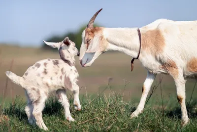 Беременность и роды козы — как ухаживать за козой и козлятами? Фото —  Ботаничка