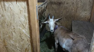 Что делать у козы встал рубец? - YouTube