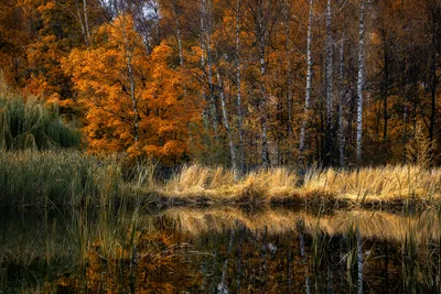 осенний пейзаж, золотая осень