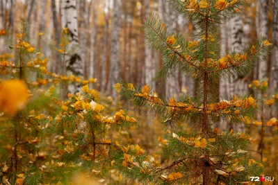 Красивая осень в Ботаническом на фото снимках. Где снимать?