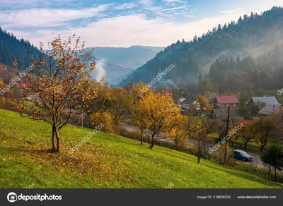 Осенний лес Изображения – скачать бесплатно на Freepik