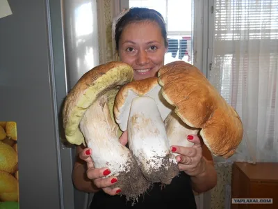 Самый большой белый гриб фото