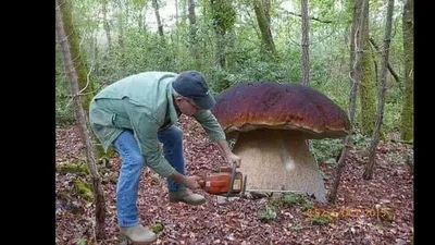 Вот так повезло.Нашли самые большие грибы. Boletus Edulis - YouTube