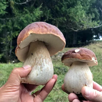 Белый гриб (Boletus edulis): описание, где растет, как отличить, фото и  сходные виды