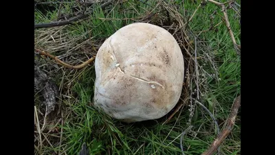 Головач гигантский (Calvatia gigantea) фото и описание