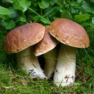 Белый гриб (Boletus edulis): описание, где растет, как отличить, фото и  сходные виды