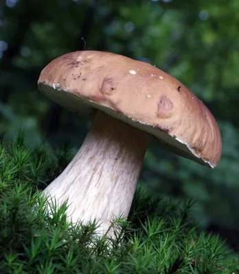 Белый гриб (Boletus edulis): информация, где растет, фото, виды