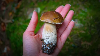 Белый гриб дубовый (Боровик сетчатый) (Boletus reticulatus) фото и описание