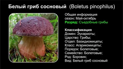 2 ведра по 20 литров: опытный грибник из Кирово-Чепецка поделилась  секретами тихой охоты