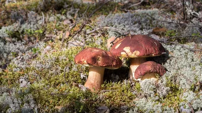 Сушеные Грибы Porcini Boletus Edulis,Сделано В Италии,Дополнительное  Качество,Индивидуальная Этикетка,Специальная Банка - Buy Белые Грибы  Сушеные Ломтик В Специальных Jar,Сделано В Италии,Сушеный Гриб Боровик  Product on Alibaba.com