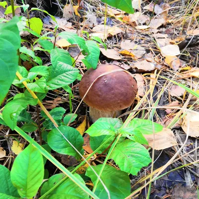 Белый гриб (Boletus edulis): информация, где растет, фото, виды