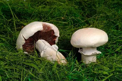 Белый гриб дубовый (Боровик сетчатый) (Boletus reticulatus) фото и описание