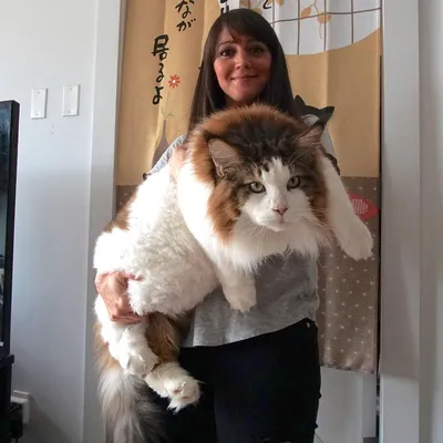 Самсон — самый большой кот Нью-Йорка, больше метра в длину и весом почти 13  килограмм