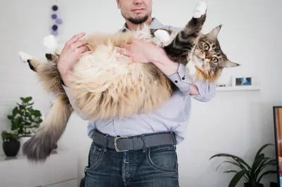 Самый большой кот в мире живет в Финляндии? | Новости | Yle Uutiset