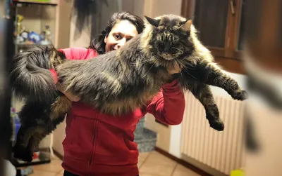 Самый длинный кот в мире стал звездой интернета