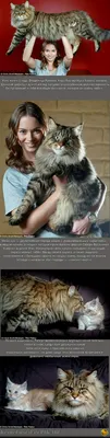 Самый большой кот в мире | Пикабу
