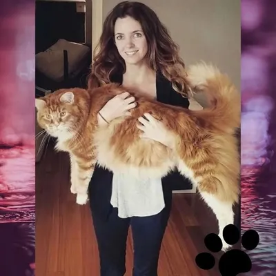Самый большой кот Мейн кун | Смотреть 21 фото бесплатно