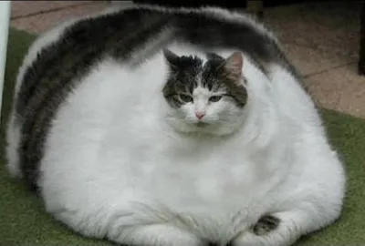 Самый толстый кот в мире - 34 фото