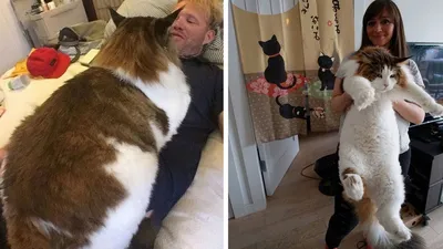Самые большие кошки в мире! Настоящие коты гиганты... - YouTube