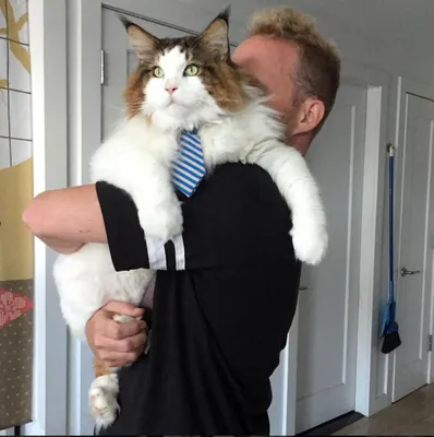 Самым большим котом в мире оказался 1,2-метровый мейн-кун Самсон из  Нью-Йорка — Блокнот Россия