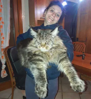 Знакомьтесь, Баривель — самый длинный кот в мире