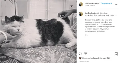 Самый толстый кот Беларуси перестал есть и умер — REFORM.by