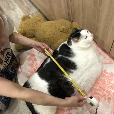 Он большой котик, но худеет и, кажется, счастлив»: узнали, как поживает  Перышко - самый толстый кот Беларуси - KP.RU