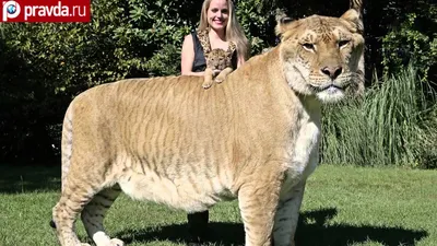 Самый большой кот в мире / Рекорды Гиннеса - YouTube