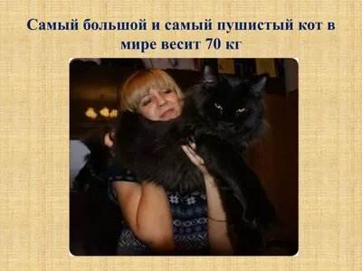Как поживает самый толстый кот Беларуси по кличке Перышко
