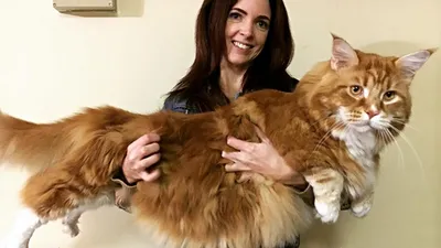 Омар - самый длинный кот в мире? (новости) - YouTube