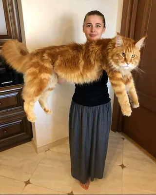 Мейн кун Омар самый длинный кот в мире: фото