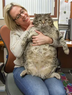 13-килограммовый Самсон - самый крупный кот Нью-Йорка - Новости -  Goodnewsanimal.ru
