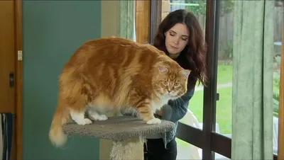 Самые большие кошки в мире: самые крупные, толстые, длинные