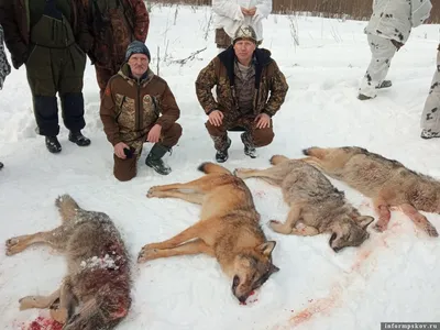 В Гдовском районе охотники за один раз добыли четырех волков