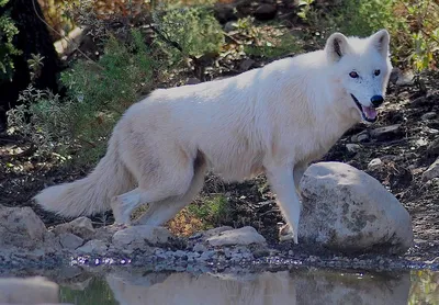 Фото Wolf, более 2 000 качественных бесплатных стоковых фото