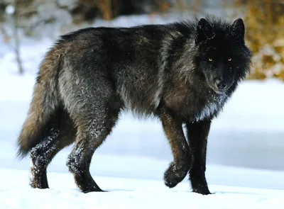 Фото Wolf, более 2 000 качественных бесплатных стоковых фото