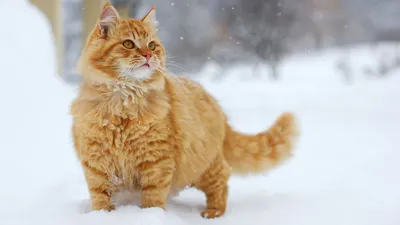 Информация - Питомник шотландских кошек Style Jasmine г. Санкт-Петербург
