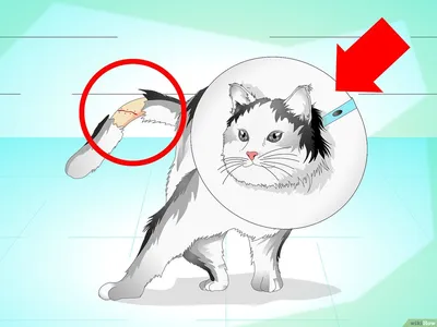 Как лечить поврежденный хвост кошке: 9 шагов