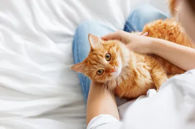 Как быстро кошки забывают хозяев: хранить ли память кошек вас и ваших  близких