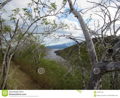 Деревья Palo Santo, святая ручка Стоковое Изображение - изображение  насчитывающей ландшафт, вал: 104367735