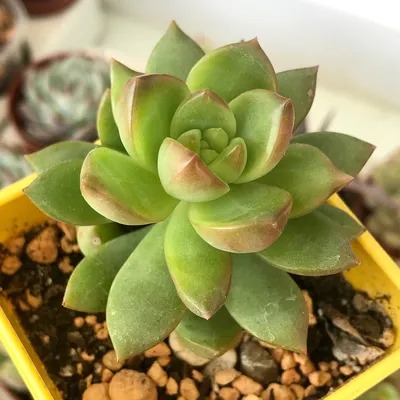 Sedum ADOLPHII - SUCCULENT.KUPI