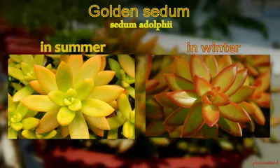 File:Seasonal changes in sedum.jpg - Wikimedia Commons