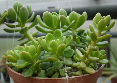 Растение ⌀ 5 Sedum ADOLPHII двойной (Седум, Очиток) купить c доставкой  почтой | Адениум дома