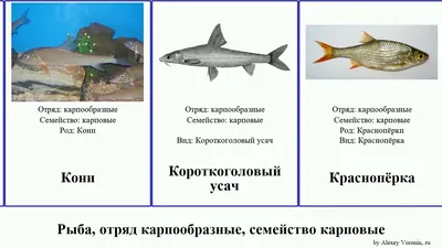 Рыба, отряд карпообразные, семейство карповые усач барбус пескарь  обыкновенный fish Чёрный амур - YouTube